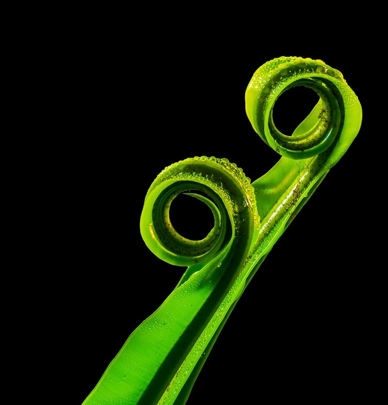 Green Leaf